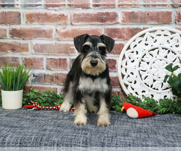 Medium Photo #9 Schnauzer (Miniature) Puppy For Sale in SYRACUSE, IN, USA