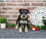 Small #8 Schnauzer (Miniature)
