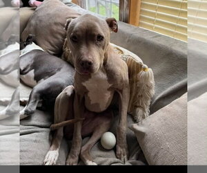 Priscilla (GA) a/k/a Prissy - Female Mutt Dog for Adoption - Photo #33