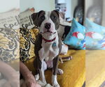 Small #2 American Pit Bull Terrier Mix