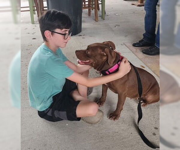 Medium Photo #5 American Pit Bull Terrier-Unknown Mix Puppy For Sale in Oakhurst, NJ, USA