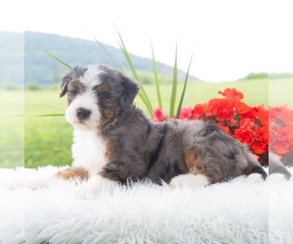 Medium Photo #2 Bernedoodle (Miniature) Puppy For Sale in NEWPORT, PA, USA