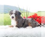 Small #1 Bernedoodle (Miniature)