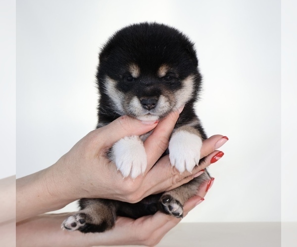 Medium Photo #29 Shiba Inu Puppy For Sale in WINTER PARK, FL, USA