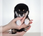 Small Photo #29 Shiba Inu Puppy For Sale in WINTER PARK, FL, USA