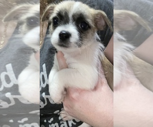 Chug Puppy for sale in ZEBULON, NC, USA