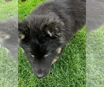 Small Photo #41 German Shepherd Dog Puppy For Sale in JURUPA VALLEY, CA, USA