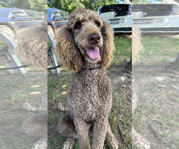 Medium Photo #5 Poodle (Standard) Puppy For Sale in Pacolet, SC, USA