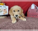 Small #2 Golden Retriever