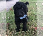 Small Photo #8 Labradoodle-Poodle (Standard) Mix Puppy For Sale in EMMITSBURG, MD, USA
