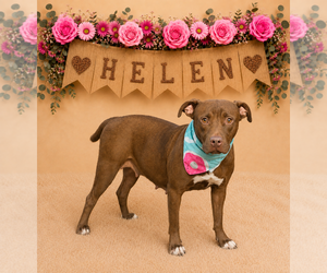 Mutt Dogs for adoption in Shillington, PA, USA