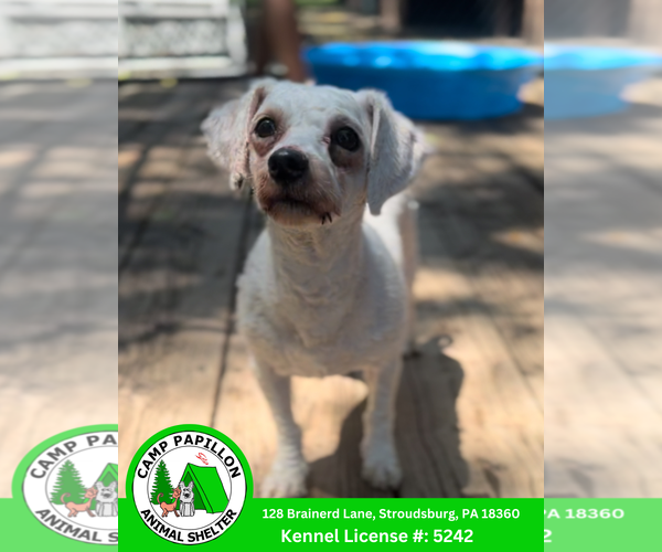 Medium Photo #1 Bichon Frise Puppy For Sale in Stroudsburg, PA, USA