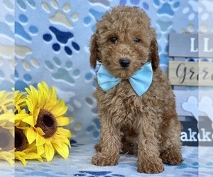 Poodle (Toy) Puppy for sale in LANCASTER, PA, USA
