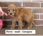 Small Cavapoo (Miniature)