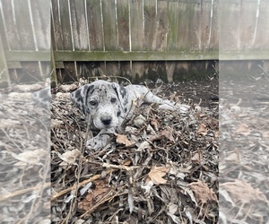 Great Dane Puppy for sale in PORTSMOUTH, VA, USA