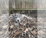Small Photo #1 Great Dane Puppy For Sale in PORTSMOUTH, VA, USA