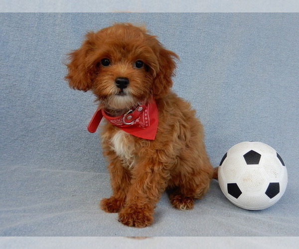 Medium Photo #2 Cavapoo Puppy For Sale in MILLERSBURG, OH, USA