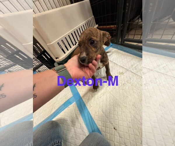 Medium Photo #4 German Shepherd Dog-Unknown Mix Puppy For Sale in Princeton, MN, USA