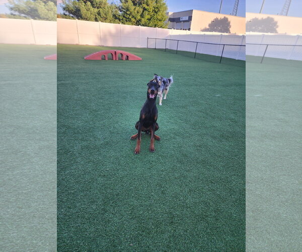 Medium Photo #13 Doberman Pinscher Puppy For Sale in Buffalo, MN, USA