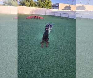 Rufio Adoption Pending! - Male Doberman Pinscher Dog for Adoption - Photo #13