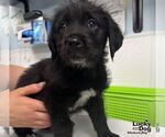 Small #2 Labrador Retriever Mix