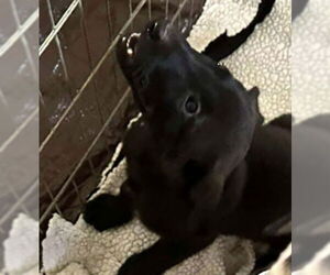 Labrador Retriever-Unknown Mix Dogs for adoption in Princeton, MN, USA