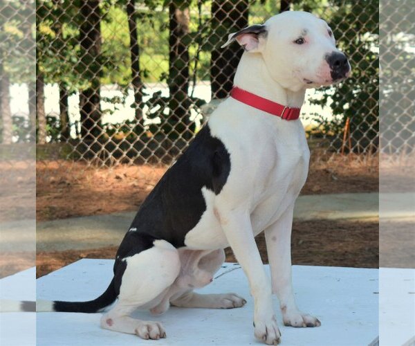 Medium Photo #4 Bulloxer Puppy For Sale in Anniston, AL, USA