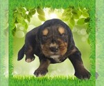 Puppy Bruno Golden Mountain Dog