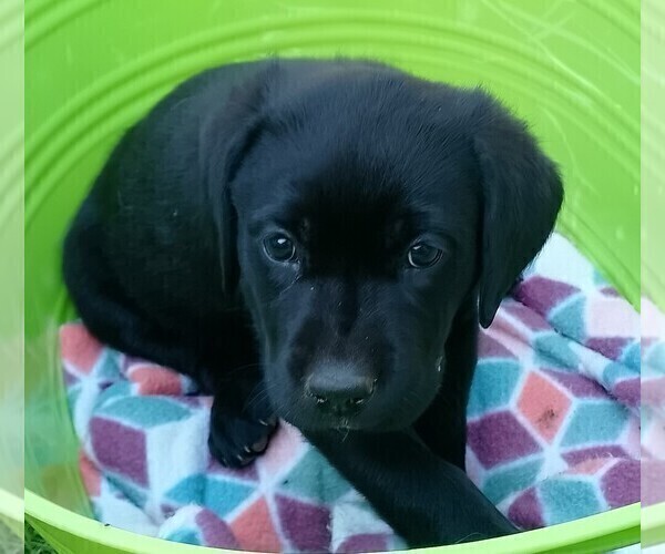 Medium Photo #38 Labrador Retriever Puppy For Sale in IONE, CA, USA