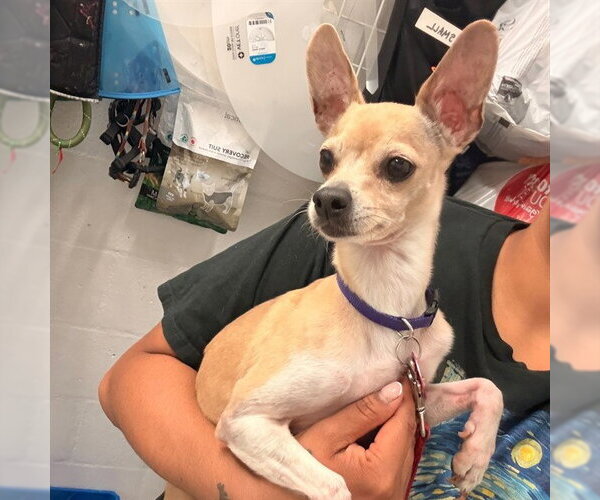 Medium Photo #1 Chihuahua Puppy For Sale in Alameda, CA, USA