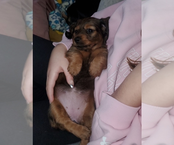 Medium Photo #7 Dachshund Puppy For Sale in MYSTIC, IA, USA