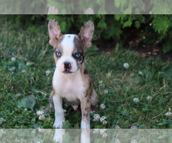 Medium Photo #2 Faux Frenchbo Bulldog Puppy For Sale in SHILOH, OH, USA