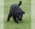 Small #2 Borador