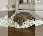 Small #21 American Staffordshire Terrier Mix