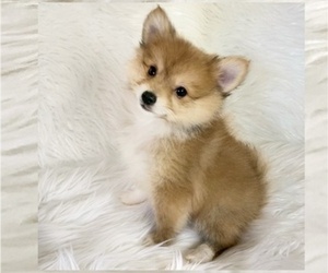 Pomeranian Puppy for sale in ALTAMONTE SPG, FL, USA