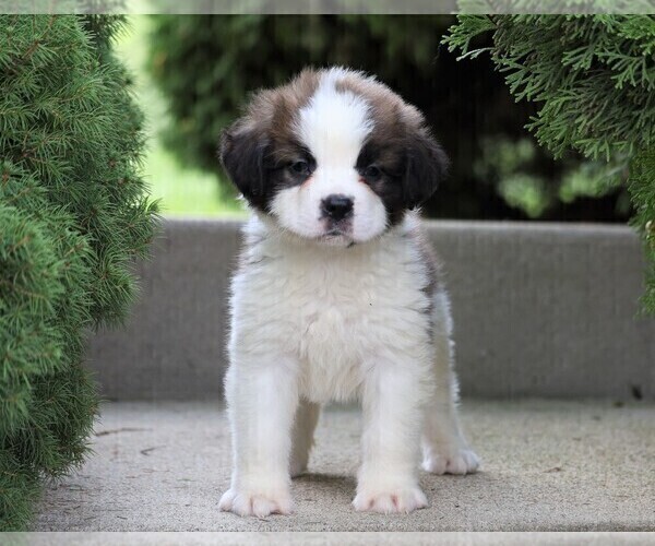 Medium Photo #3 Saint Bernard Puppy For Sale in FREDERICKSBG, OH, USA
