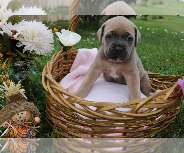Medium Photo #8 Cane Corso Puppy For Sale in CAMBY, IN, USA