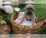 Small #7 Cane Corso