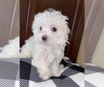 Small Photo #1 Maltese Puppy For Sale in JOLIET, IL, USA