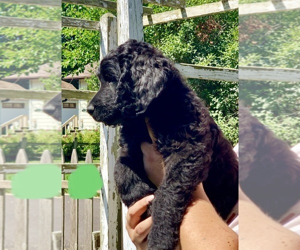 Medium Photo #10 Goldendoodle Puppy For Sale in SAVANNA, IL, USA