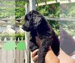 Small Photo #10 Goldendoodle Puppy For Sale in SAVANNA, IL, USA