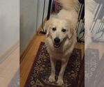 Small Photo #4 Great Pyrenees Puppy For Sale in Greenbelt, MD, USA
