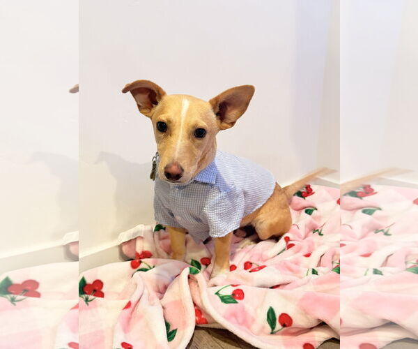 Medium Photo #3 Chihuahua-Unknown Mix Puppy For Sale in Sandy, UT, USA