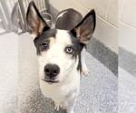 Small #1 Siberian Husky Mix