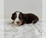 Small #10 Aussiedoodle Miniature -Miniature Bernedoodle Mix