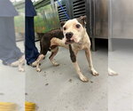 REEF - Female American Staffordshire Terrier Dog for Adoption - Small photo