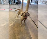 Small #2 Neapolitan Mastiff