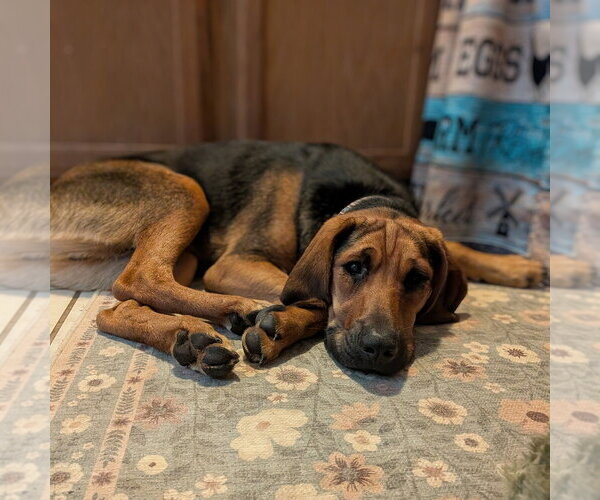 Medium Photo #2 Mutt Puppy For Sale in Vail, AZ, USA