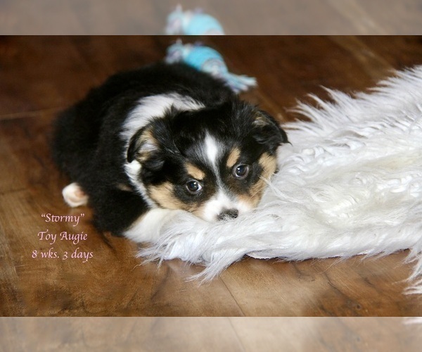 Medium Photo #9 Aussie-Corgi Puppy For Sale in LIND, WA, USA