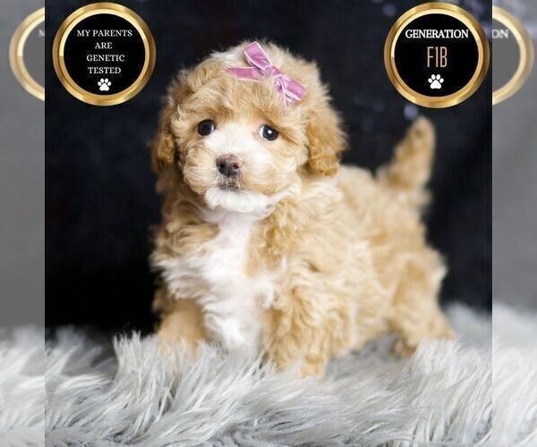 Medium Photo #7 Maltipoo Puppy For Sale in WARSAW, IN, USA